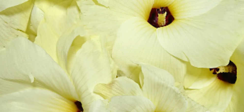 花オクラ おおの乳腺 甲状腺クリニック