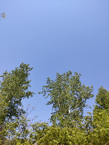 かぜ